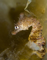 A temperate short headed seahorse at hiding at the base o... by Cal Mero 